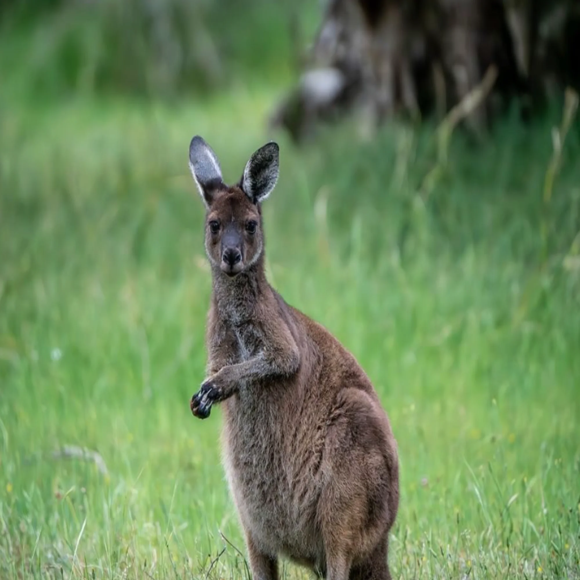 Adelaide will visit Kangaroo Island
