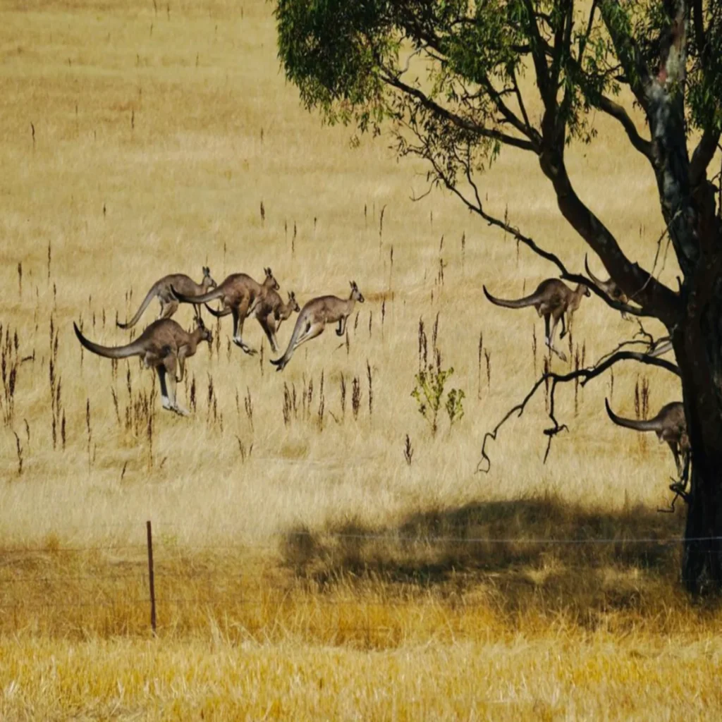 Kangaroo Island Exploration