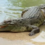Which well-known park in the Northern territory were visitors seen dangerously close to crocodiles?