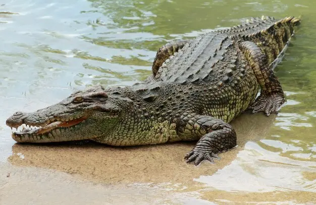 Nothern territory crocodiles
