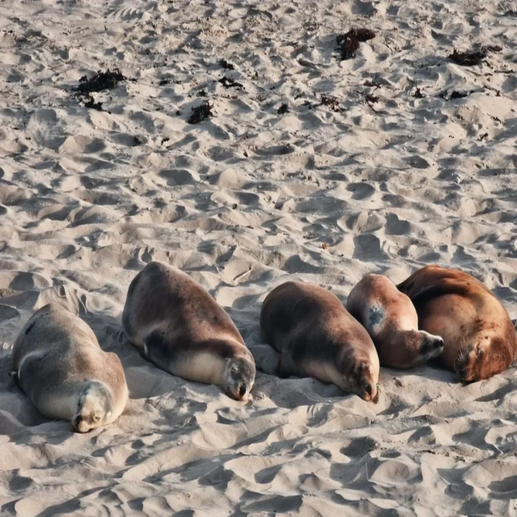 Seal Bay Conservation Park